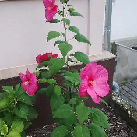 Apartment Almafas Apartmanhaz Orseg