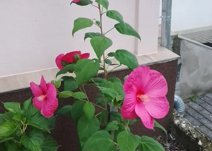 公寓 Almafas Jakuzzis Apartmanhaz Orseg